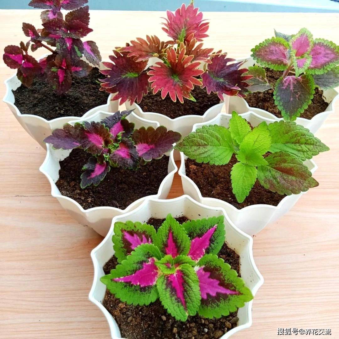 10种叶色斑斓的观叶植物集合 都适合养成室内观赏盆栽 养护