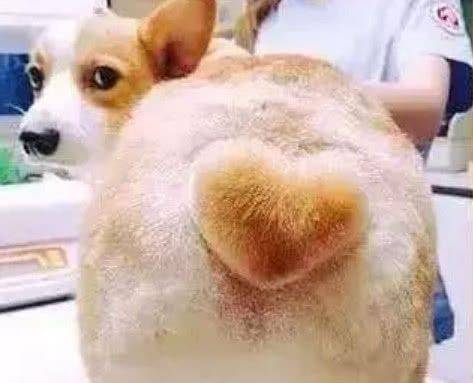 实在太|狗狗奇葩造型,你见过哪个?看到最后一张让我笑着扶墙走……