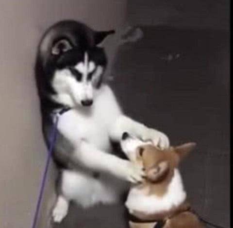 观点评论|主人觉得养的二哈挺聪明，是因为自家还有只柯基，完全是被逼的！