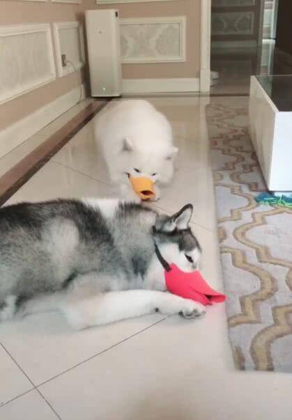 如何给狗狗做一个嘴套 64c43be59ec94453a99a8524e5c0ea66.jpeg