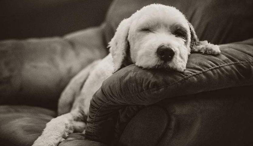 女生|狗狗经常睡我们床上，原来这就是原因，看完“哭”了！