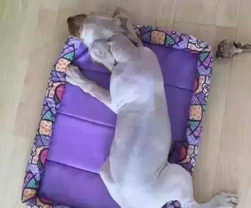 实在太|狗狗奇葩造型,你见过哪个?看到最后一张让我笑着扶墙走……