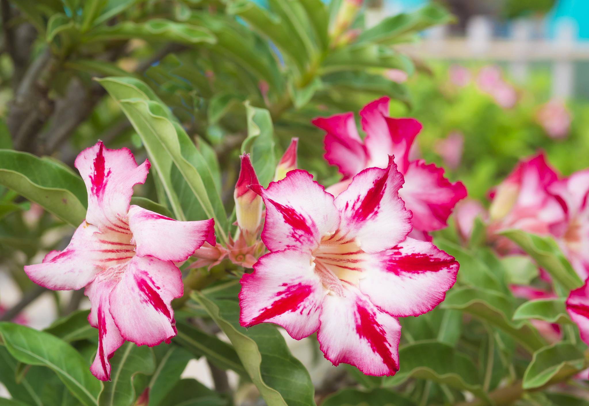 想要养好沙漠玫瑰来看这篇详细的养殖方法和注意事项