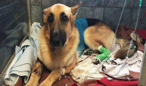 怎么教狗狗不咬路人 f470fcc16b384994bebb6c6deced5805.jpeg