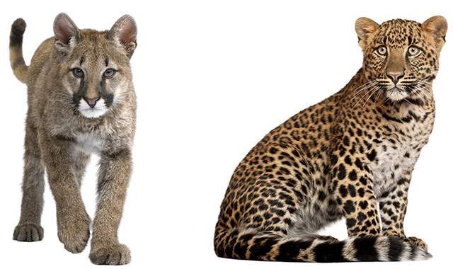 花豹vs美洲狮,谁才是大型猫科动物中最凶狠的杀手?
