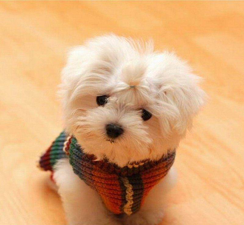 狗狗价格排名_狗狗智商排名