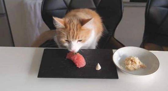 猫咪到底怎么吃生肉