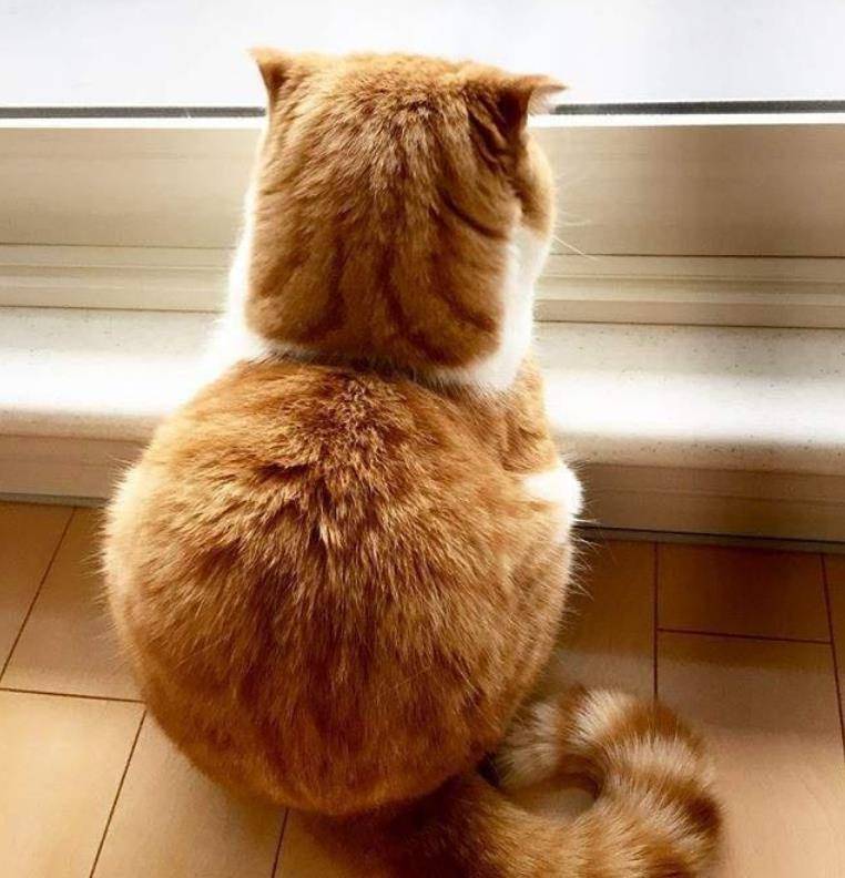 一只折耳小橘猫 背影萌翻好多人 而正面照也同样令人惊艳 主人