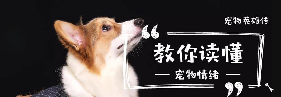 体型|有金毛血统的狗狗，一般都有这几个特征，最后一个不明显