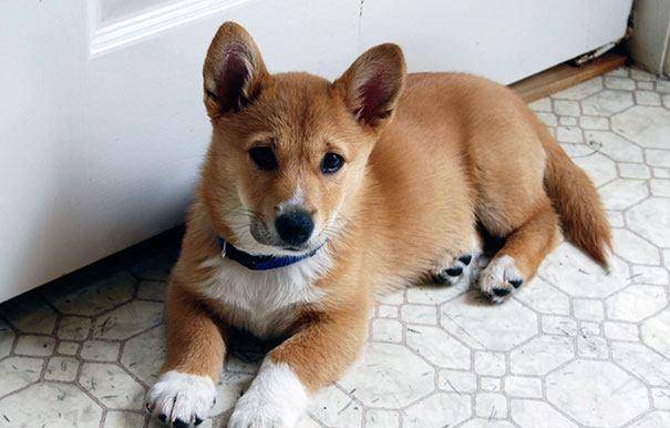 体型|有金毛血统的狗狗，一般都有这几个特征，最后一个不明显