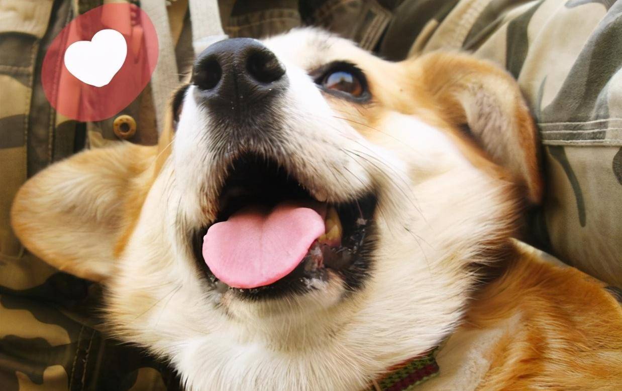 软食|柯基犬口臭严重怎么办？这几招，轻松帮你解决！