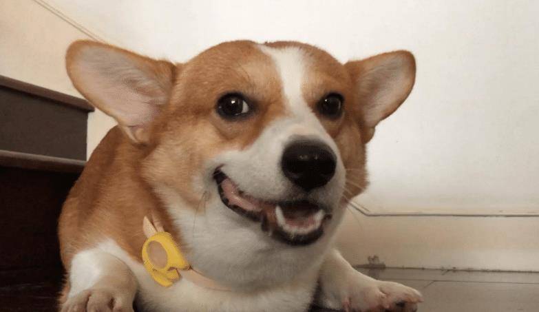 软食|柯基犬口臭严重怎么办？这几招，轻松帮你解决！