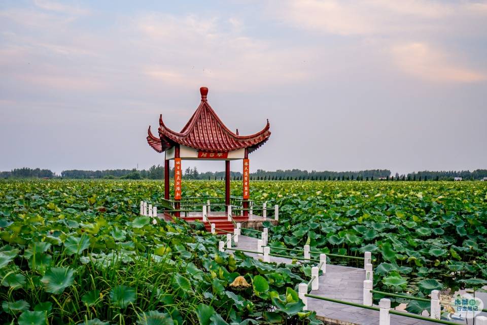 品种|国内四处赏荷胜地，第一处人尽皆知，最后一处为全球最大的赏荷园