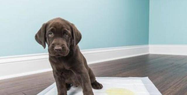 观点评论|如何教会狗狗定点大小便？只靠打是没有用的！