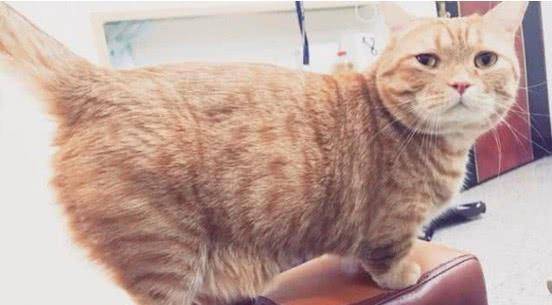 猫咪|主人撸猫被拒，气得直接甩钞票砸猫咪脑袋，喵：OK，你随便撸吧！