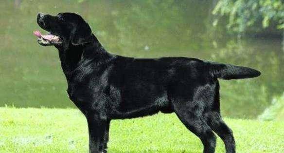 观点评论|你的拉布拉多犬为什么不听话？无非3个原因，你的可能是串串