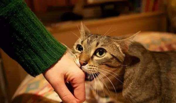 怎么叫小猫别咬人 d47f6ed4f097465eb5c51655bd733e7f.jpeg