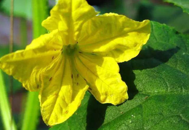 如何灭杀植物虫害 d5af58875343452fa8c5029cd67970f6.jpeg