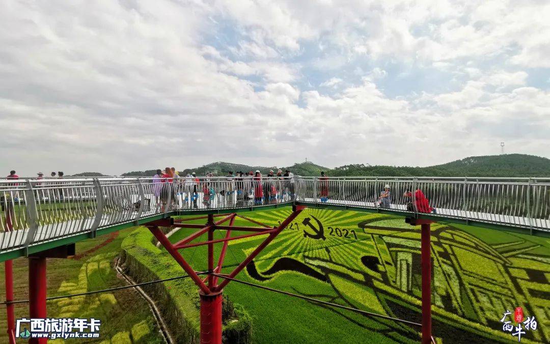 广西牛拍 | 超震撼!古辣大陆村稻画新图共赏 | 广西旅游年卡