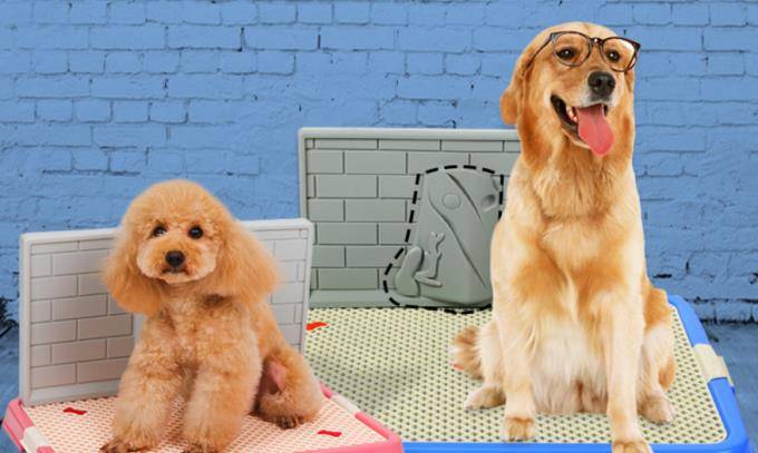 观点评论|如何教会狗狗定点大小便？只靠打是没有用的！