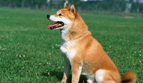 中国名犬排行榜_盘点世界上最贵的狗狗,中国的名犬也有一名上榜!