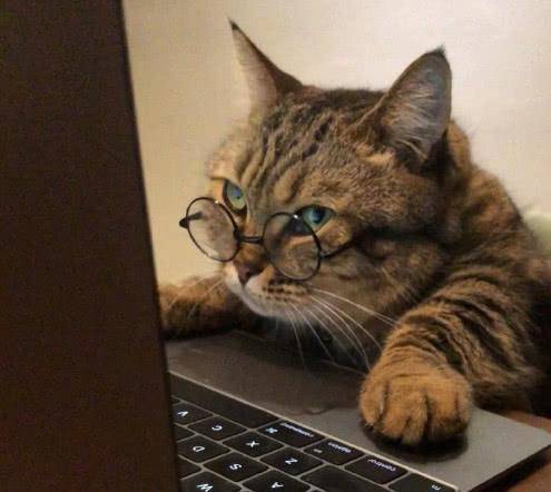 超级可爱的猫咪情头 ff72e5660b0c435a835f19eb04b69916.jpeg