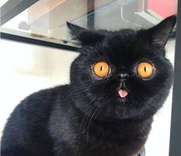 单子|到底是什么大单子，竟然惊动老板亲自出马？狗狗：请叫我董事长！