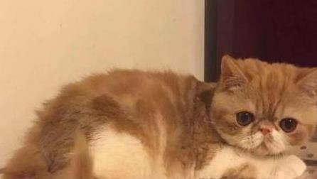 什么|古人说的男不养猫女不养狗，今天终于知道原因了