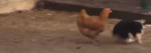 鸭子|狗狗挑衅母鸡想打架 这架势一看就是练过功夫的！可惜还是打不过