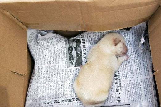 箱子|买早餐时发现个纸箱,往里瞅一眼后,女孩回去的路上越想越心疼