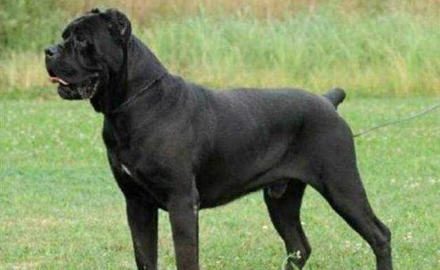 护卫犬排名_卡斯罗护卫犬