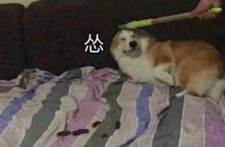 妹纸|合租的妹子说柯基腿短，不可能爬太高，然而她太低估柯基的能力了
