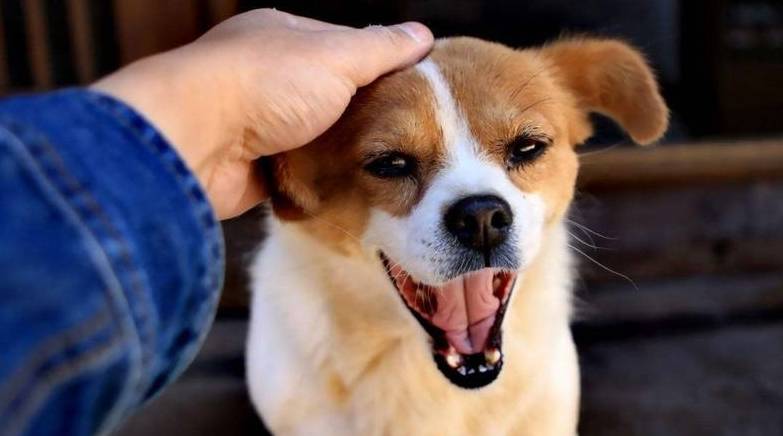 全部都是|养狗之后的心累瞬间:再也不说“累成狗了”,狗才不累呢!