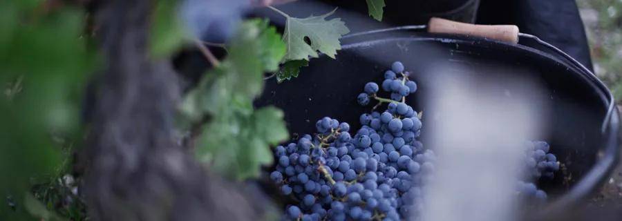 Brown|肯德布朗城堡干红葡萄酒2018!