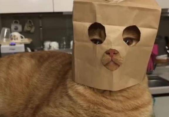 什么|古人说的男不养猫女不养狗，今天终于知道原因了