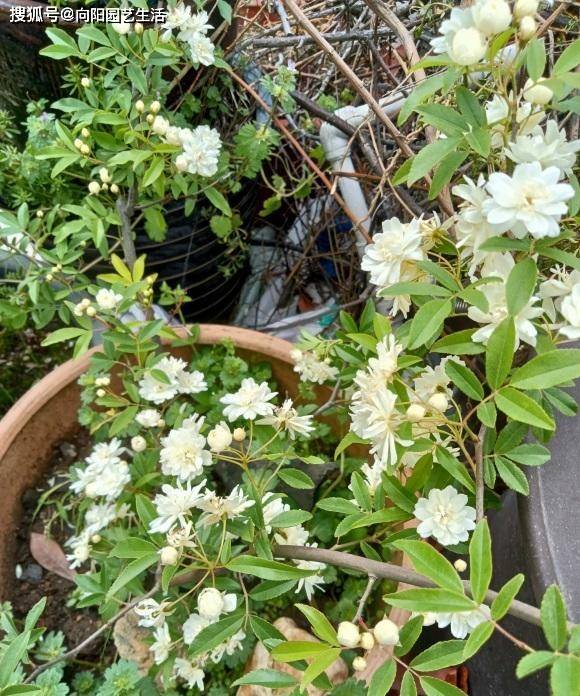 庭院养花 木香花是首选 花期开放时间长 春夏季节不招虫 开花