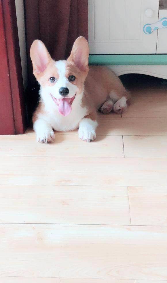 幽怨|不会柯基趴的柯基不是好柯基，来自一个看不到柯基趴的主人的怨念