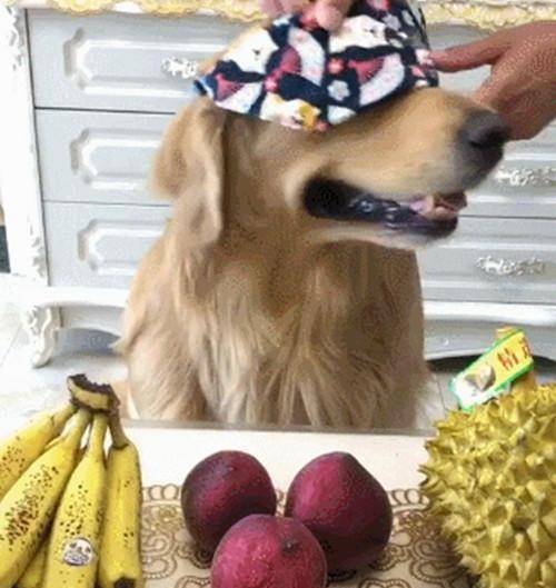 嗅觉排名_十大嗅觉猎犬排名(3)