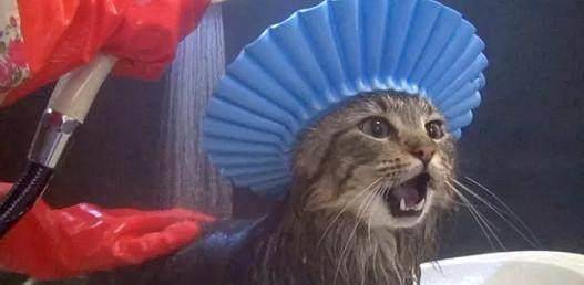 什么|猫不习惯戴着帽子洗澡,一直抱怨,主人拿出小零食后,它就安静了