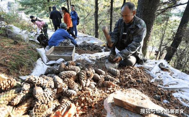 零花钱|小时候当零食吃,农民砍回去当柴烧,如今却卖40元一斤?