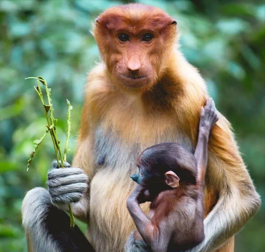 什么地方有很多猴子 4676f38a292047d189dd0f86f8ecd1ed.jpeg