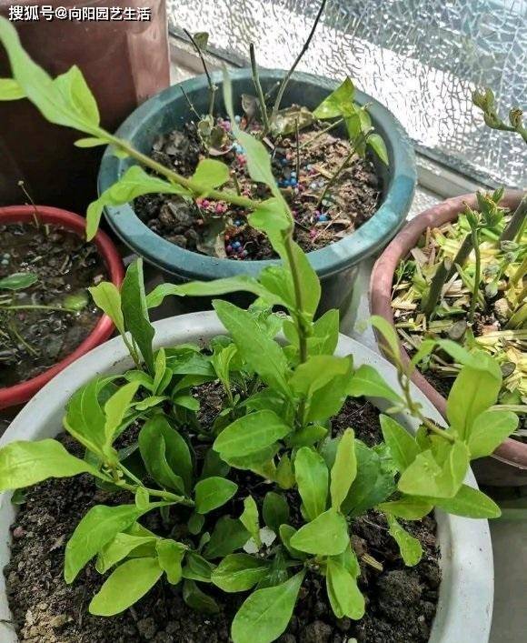 什么是进口泥炭土 跟我国黑土有啥区别 区别大着呢 别乱买 土壤