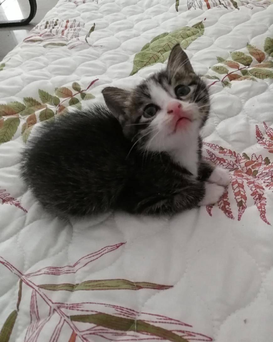 你还只认为中国田园猫只有狸花 这些田园猫的分类你知道几个 花猫