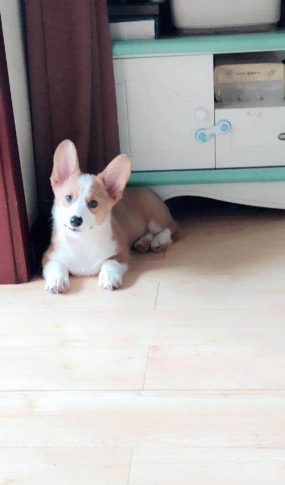 幽怨|不会柯基趴的柯基不是好柯基，来自一个看不到柯基趴的主人的怨念