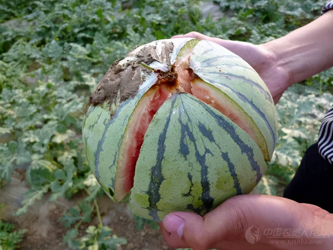 西瓜裂果怎么办?赶紧补充这个
