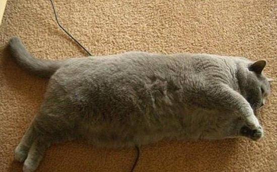 观点评论|猫咪在奶奶家的日子过得太滋润，成这个“猪样”太丢喵星人的脸了