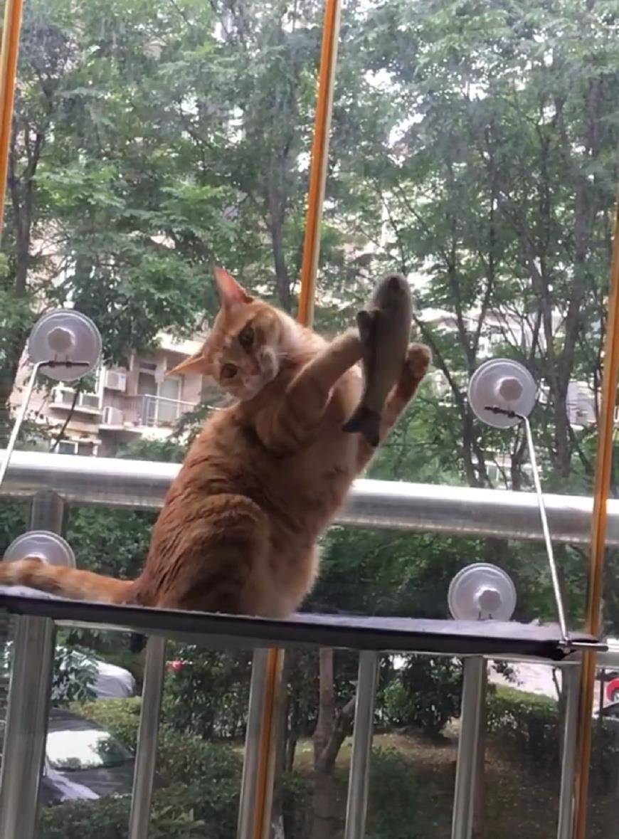 by想吃猫的鱼 想吃猫的鱼作品集