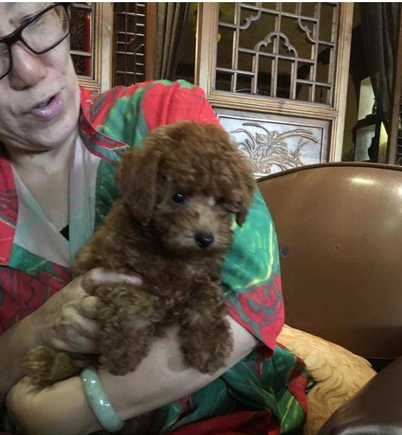 因为|可爱的小泰迪被大狗狗当成零食,真是有趣,爱不释手