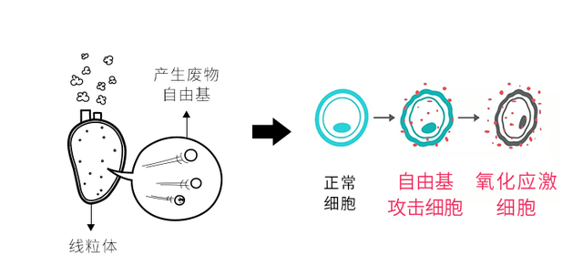 因此,对抗自由基,保护线粒体,就能够有效恢复细胞活力,延缓身体衰老