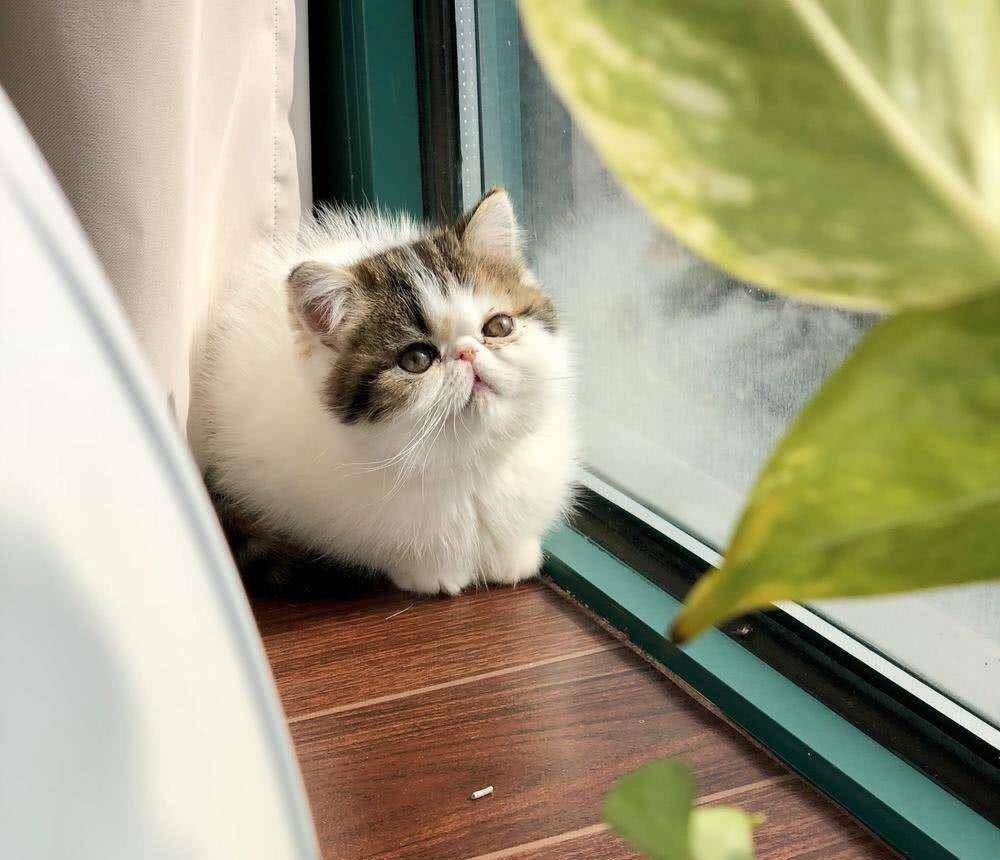 猫咪|六种高颜值适合家养的猫，你家猫又在列上吗